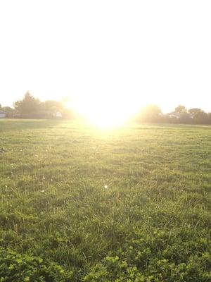 Lawn In The Back Is Stunning!