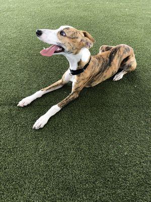 Dasher taking a break on the turf