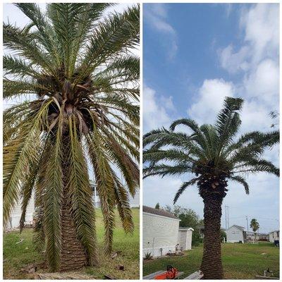 Palm Tree Trim x Spider Poison Application