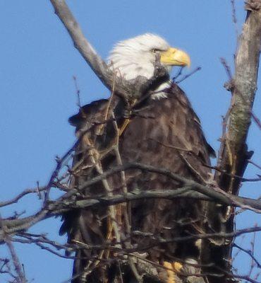 can see eagles nest from parking lot ... look toward Lebanon