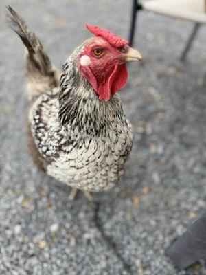 A friendly local chicken paid us a visit.