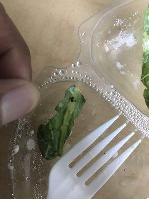 Bug in my Kroger brand salad