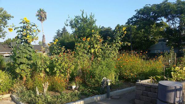 Martin Luther King Jr Community Garden