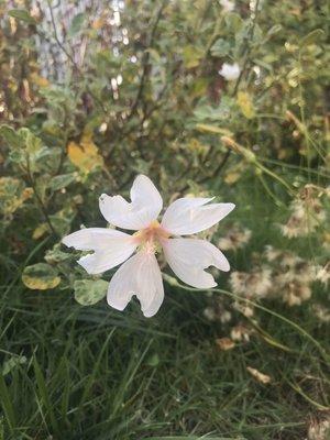 Marshmallow flower.