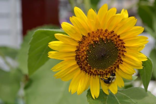 Nature as classroom