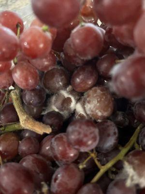 Moldy grapes from Athens Costco.