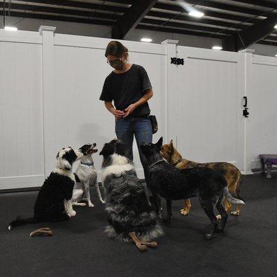 Our trainer Kathryn working with a group of dogs in Educational Daycare.