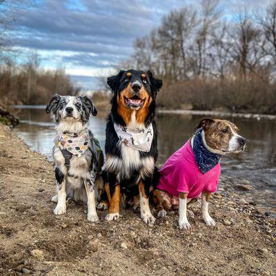 Coat and back pack from Northwest pets.