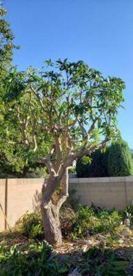 Tree work Landscaping and more we do it all call us directly 408 899-1885