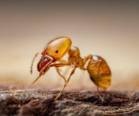 Pharaoh Ants can even spread diseases.