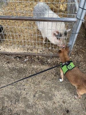 My sweet Shelly wanted to take the piggy home