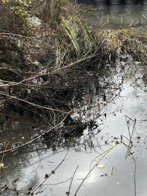 Creek clean up. We had a creek with some debris in the water, and went to clean it up for a customer and made it look a lot better.