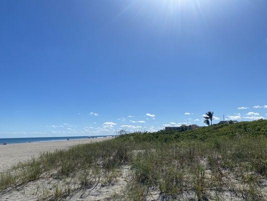 Some greenery at the start of the beach