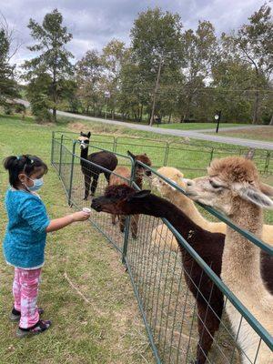 feeding alpacas