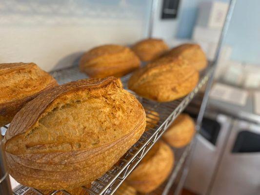 Fresh Sourdough Bread