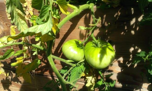 Gardening provides opportunities for children to learn about life cycles, plants, insects and bugs...