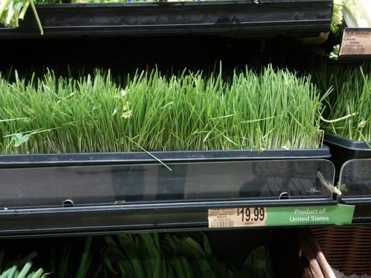 Wheat grass tray