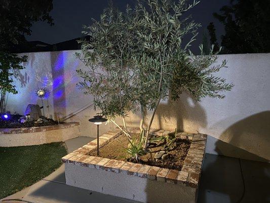 My tree was raised up and they installed a new seating area around my olive tree to match my other raised beds.