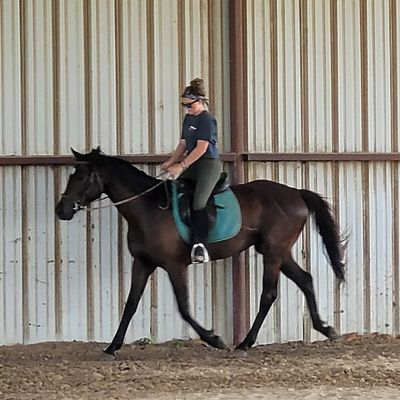 AFA Riding Center & Sporthorses