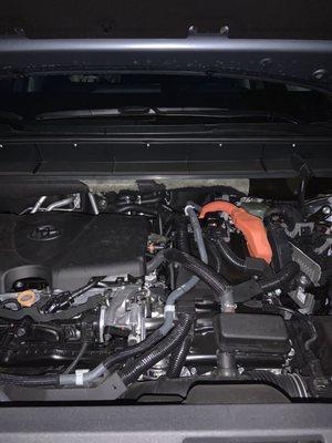 Chewed area under hood