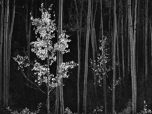 Ansel Adams - Horizontal Aspens