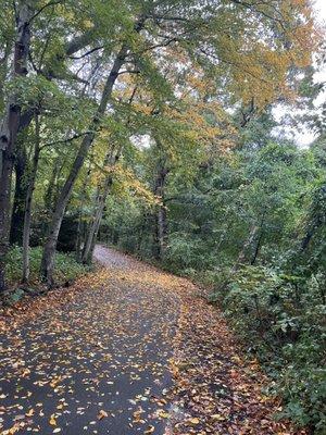 Path through wooded area