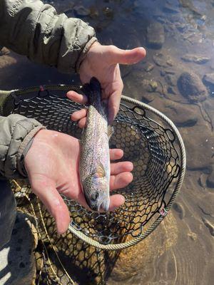 Rainbow Trout