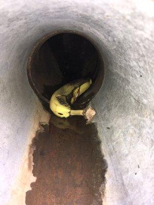 Sewer pipe, with a banana in it that the students of discovery put in and I'm suing