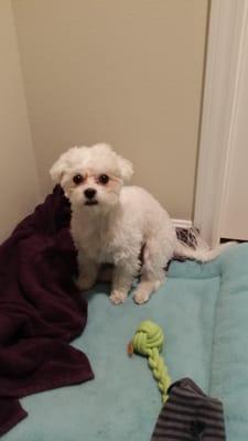 Bentley after his cut and shower.