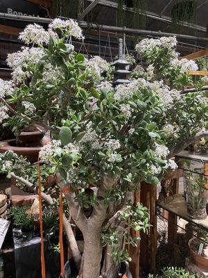 Flowering Jade!  Who knew?!