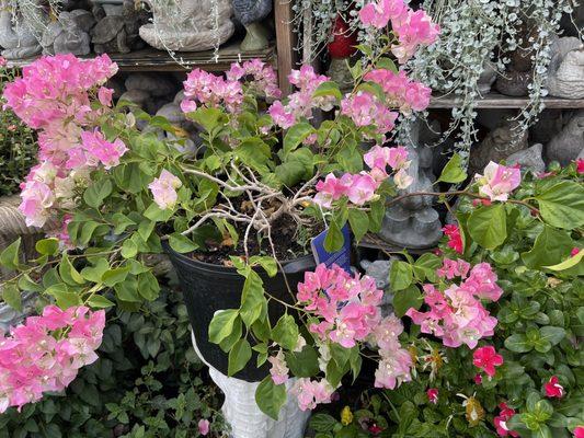 Bougainvillea