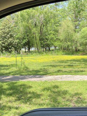 Hiking trail next to happy yellow flowers