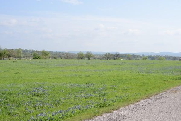 Bluebonnets in season