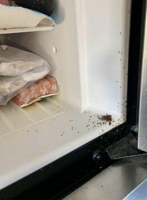 Out of bounds...Ants invade my freezer...no idea why...still shaking my   head. Need the Exorcist.