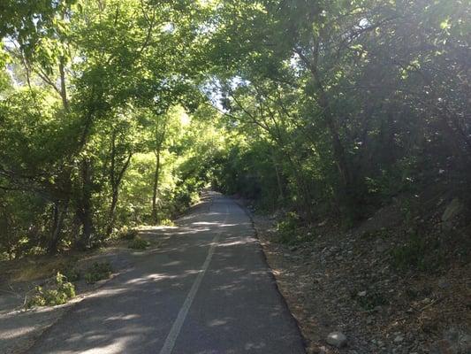 Tree lined trail