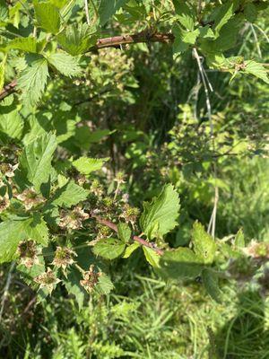 Raspberries!