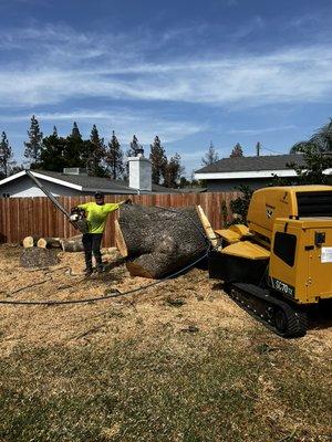 Ash tree removal