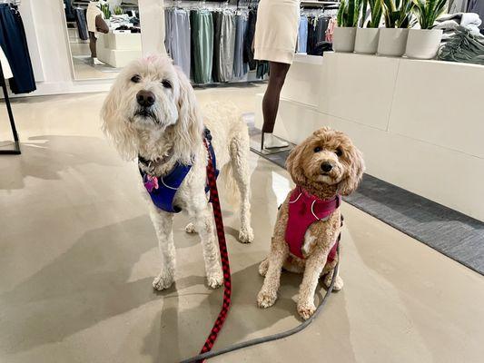 Dog Friendly with treats for pups while you shop