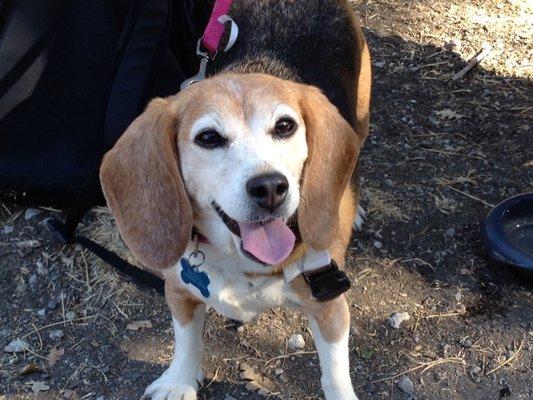 Bagel the Beagle in happier, healthier times