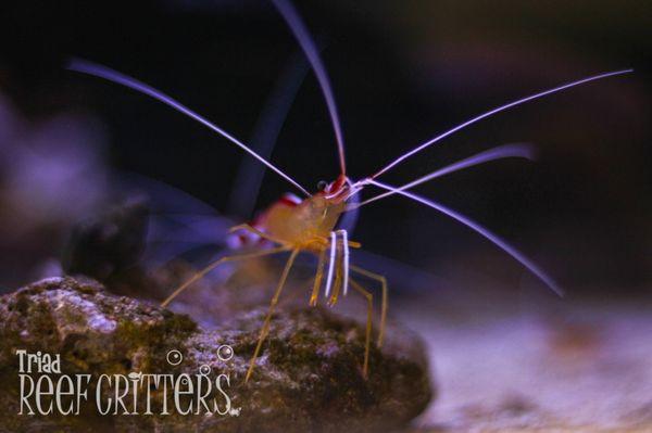 Skunk cleaner shrimp