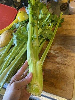 Another celery trunk