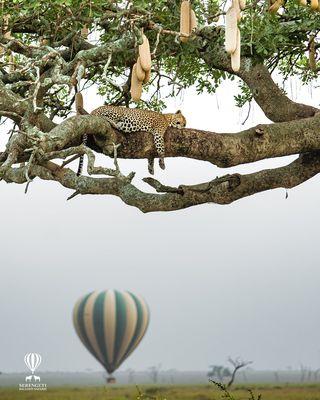 Memory from 4 years in the Serengeti where I was chief pilot, and went ot sleep every night listening to lions. siggghhh