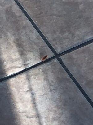 Cockroach on the floor