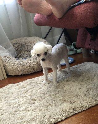 Miniature poodle. Butchered!