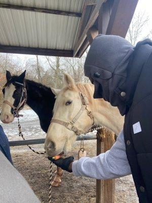 Feeding horses carrots