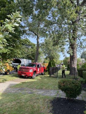 Buffalo Tree Service