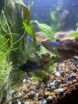 German Midnight Ram and Cardinal Tetra with plants from Agnoquatics.