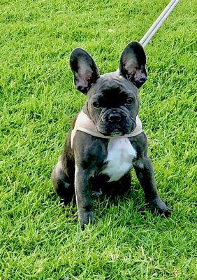 French bulldog