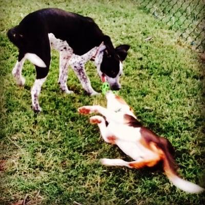 Puppies playing.