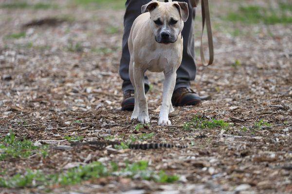 Rattlesnake Aversion Training Clinic.